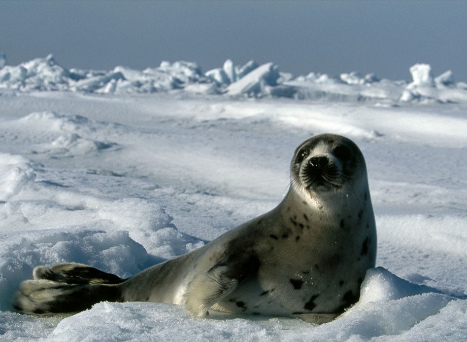 Интересные факты про тюленя