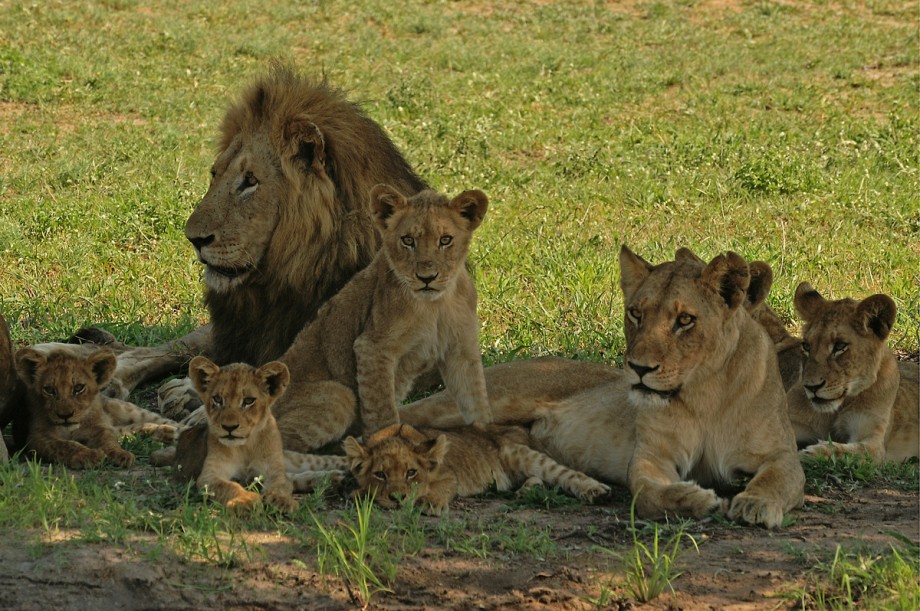 Интересные факты о Львах: описание, образ жизни, фото