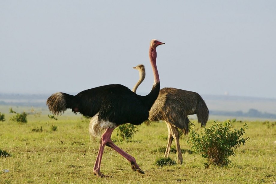 Самый большой страус: научные факты и особенности разведения