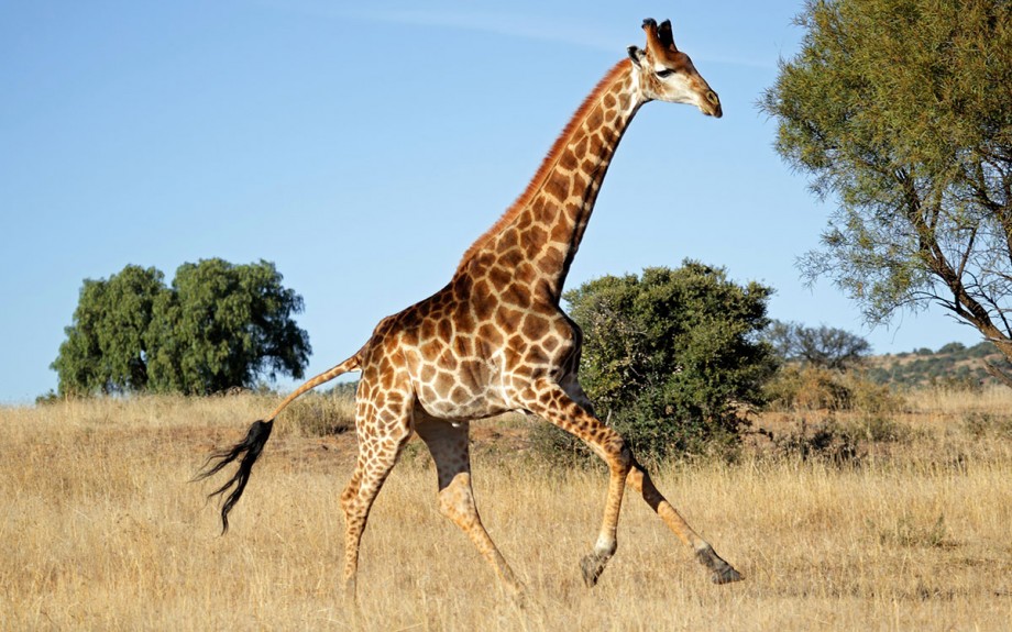Язык жирафа интересные факты