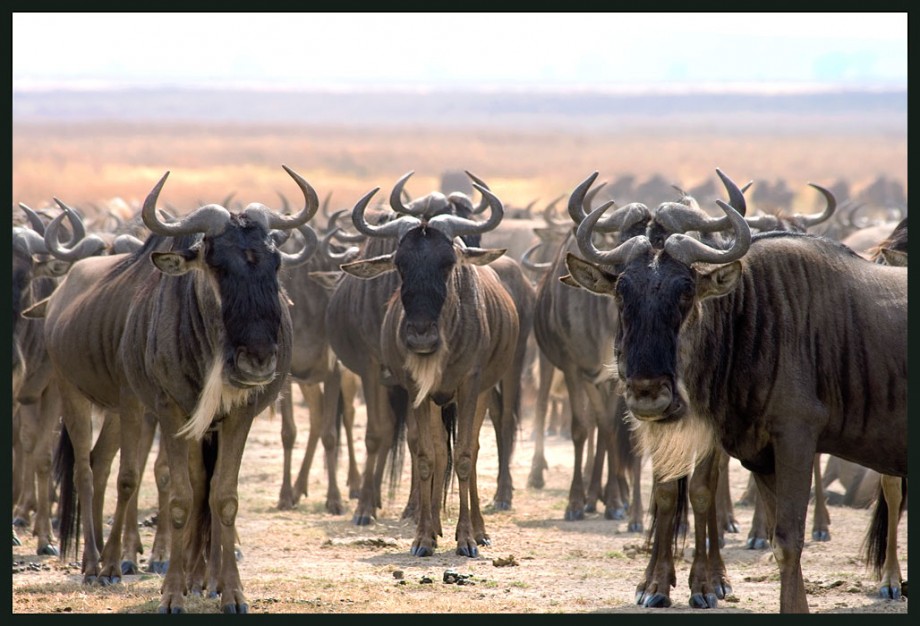 Значение гну. Антилопа гну. Антилопы гну их много. Голубой гну. Много антилоп гну.