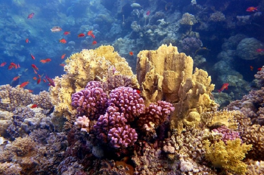 Коралловый риф отзывы. Коралловые рифы красного моря. Коралл мозговик красного моря. Коралловый риф в Шарм Эль Шейхе. Кораллы в Красном море в Египте.