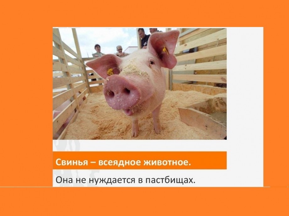 Польза свиньи
