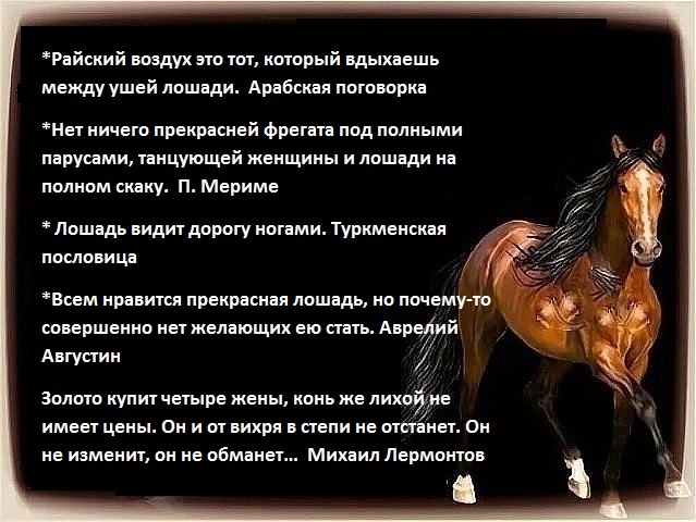 Поговорка про лошадь. Афоризмы про лошадей. Высказывания о лошадях. Цитаты про лошадей. Пословицы о лошадях и конях.