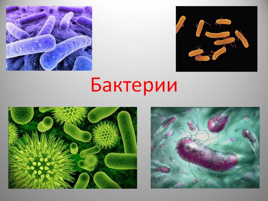 Интересные факты о пользе бактерий
