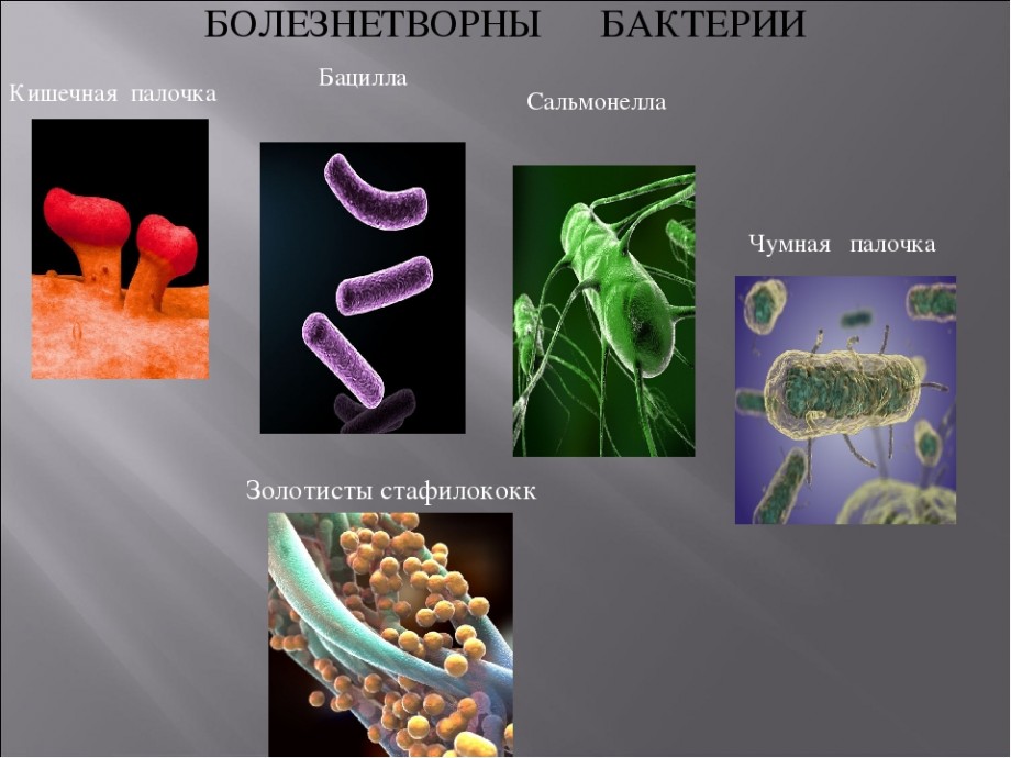 Интересные факты о пользе бактерий