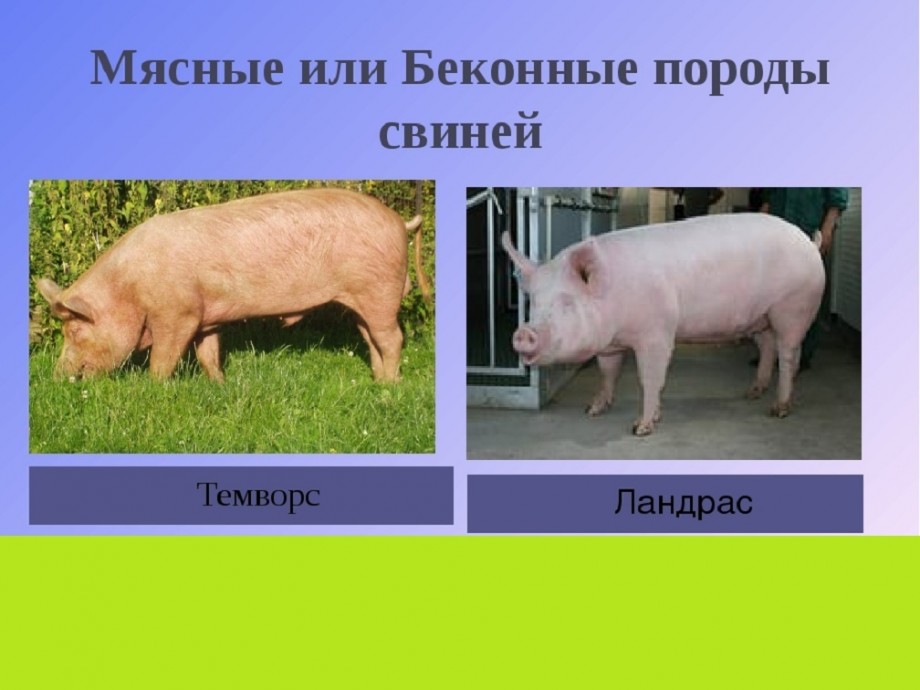 Интересные факты о свиньях. Сообщение о свинье. Собакин свинья. 25 Фактов о свиньях. Факты о свиньях