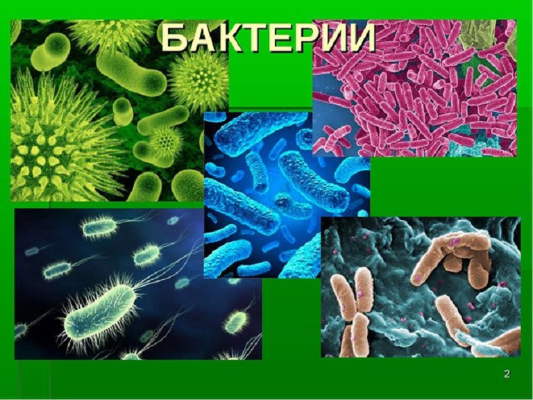 Урок биологии бактерии. Бактерии биология. Бактерии презентация. Бактерии проект. Биология микробы.