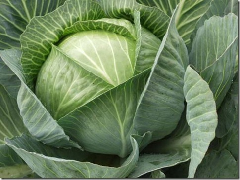 Какие овощи обладают лечебными свойствами