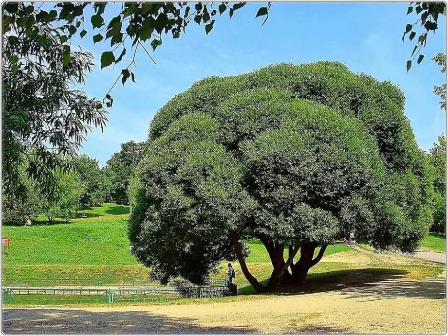 Дерево похожее на иву