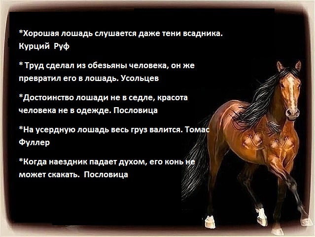 Лошадь красивые слова. Афоризмы про лошадей. Цитаты про лошадей. Красивые высказывания про лошадей. Высказывания о лошадях.