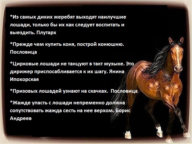 Купи коня стихотворение. Стихотворение про лошадь. Стихи про коней лошадей. Цитаты про лошадей. Стихи про лошадей короткие.