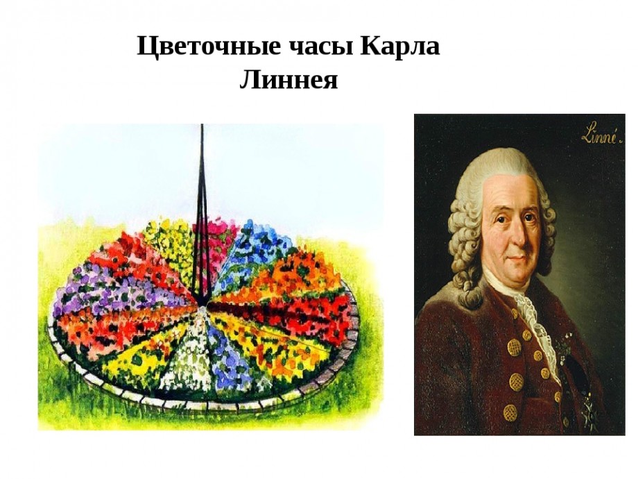 Картинка цветочные часы