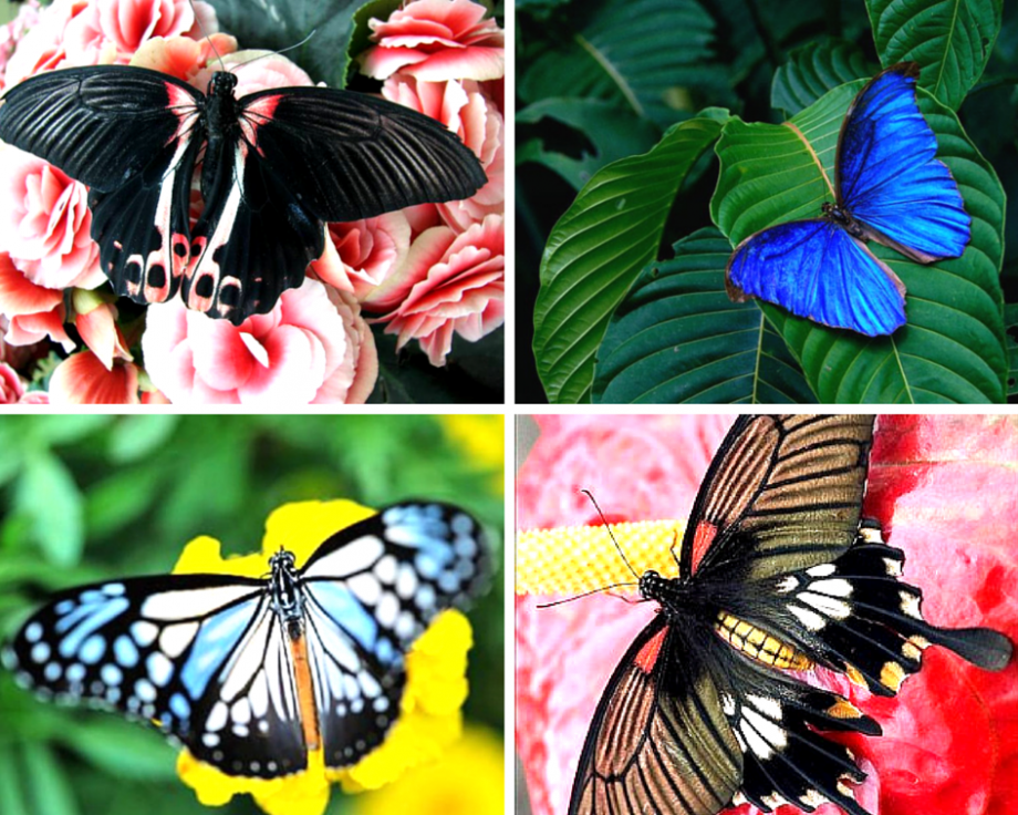 50 самых интересных фактов о бабочках — Общенет