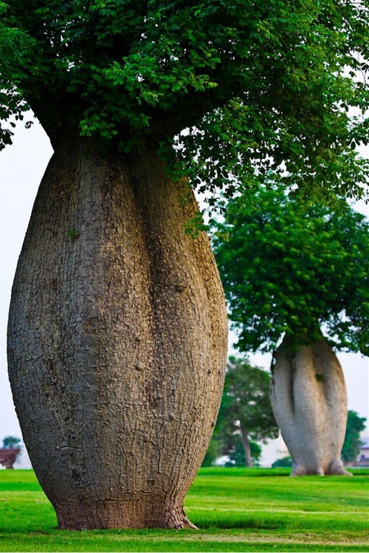 Дерево в форме гигантской бутылки