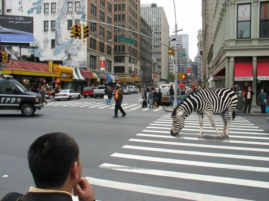 В этом городе зебра на зебре! 