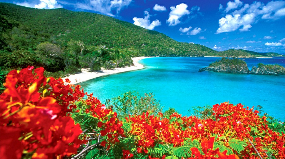 Цветы карибского моря