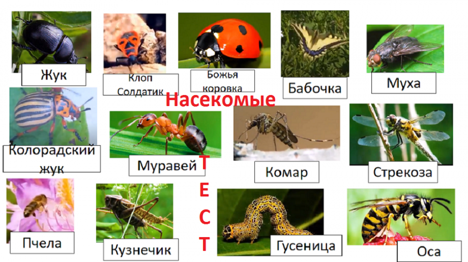 Виды насекомые список. Насекомые названия. Хищные насекомые для дошкольников. Хищные насекомые список с картинками. Лесные насекомые названия.